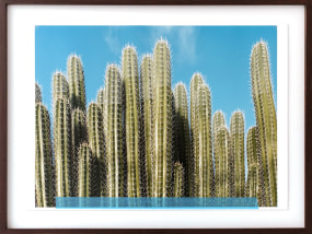 Dineke Versluis, Cactuses