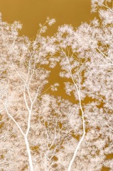 Danielle Kwaaitaal, Silverlining - Gold