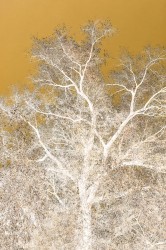 Danielle Kwaaitaal, Silverlining - Brushed Gold