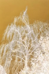 Danielle Kwaaitaal, Silverlining - Matte Gold