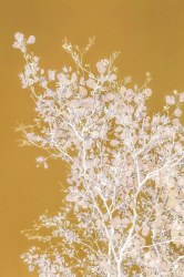 Danielle Kwaaitaal, Silverlining - Yellow Gold