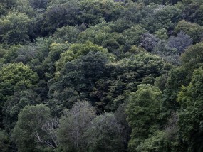 Lenny Oosterwijk, the sound of silence, joire