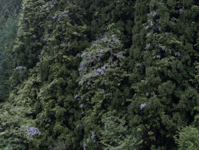 Lenny Oosterwijk, the sound of silence, japan