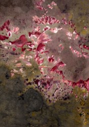 Melissa Moria, I rather dream