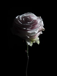 Carla van de Puttelaar, Hortus Nocturnum 2017