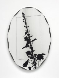 Michel Hoogervorst, July memories, now the tribute to our very first hollyhock!