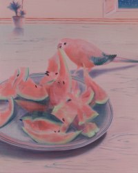 Bo Zhang, Fluffy and melon