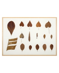 herman de vries, some leaves from the streets, bombay 24-1-1977