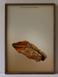 Milena Bonilla, Lullabies (Rua das Carquejeiras, Hyoscyaminesilica)