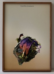 Milena Bonilla, Lullabies (Crystal Palace, Lysergicquartz)