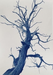 Dora Somosi, Georgia O’Keeffe, Juniper Tree