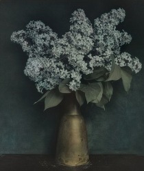 Ingar Krauss, Untitled (Flieder), Zechin