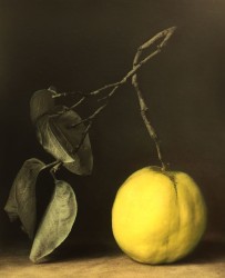 Ingar Krauss, Untitled (Quitte), Wallis,