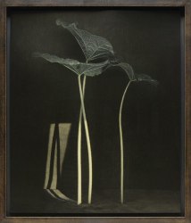 Ingar Krauss, Untitled (Stockrosenblätter), Zechin