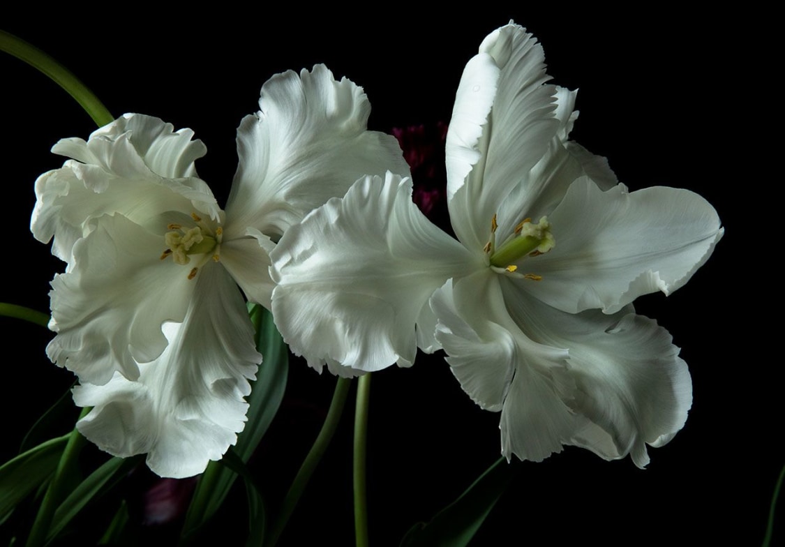 Garden of Eden 2 | Carla van de Puttelaar | Gallery View