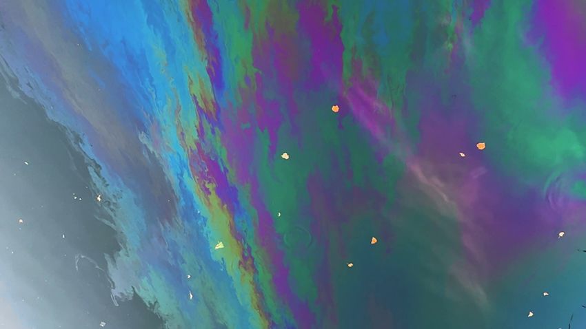 Inge Reisberman, Oleado, 2025