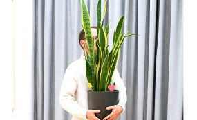 Arthur Cordier, Galerie Maurits van de Laar