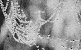 Sophie Steengracht, Working Title