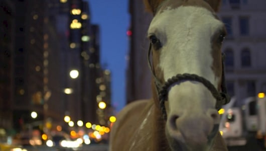 Criollo, Ross Birrell, 