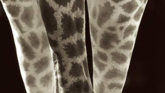 'Animalia & El Malecon' by Henry Horenstein, Henry Horenstein, 