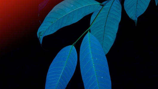 Transatlántica, Elsa Leydier, 