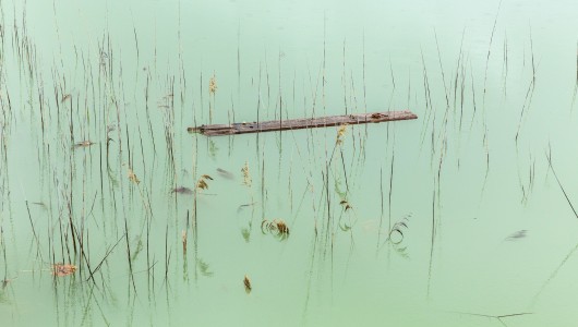 Japanse Oesters, Natascha Libbert, 