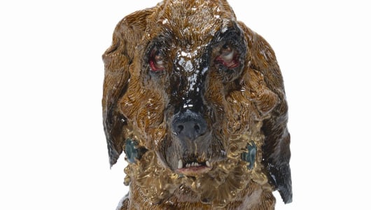 Bloodhound & Friends, Carolein Smit, 