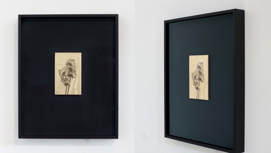 Flowers for Mary, Iris Bergman, 