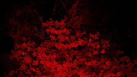 Coming to Light, Jeffrey Conley, Albarrán Cabrera, Douglas Mandry, Mika Horie, Paul Cupido, 