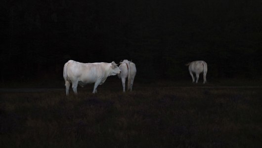 Unseen 2024, Raquel van Haver, Marisol Mendez, Nanouk prins, Thania Petersen, 