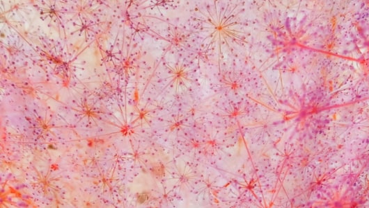 The Silk Scarves Editions, Klaas Kloosterboer, Anne-Lise Coste, Pauline Curnier Jardin, Ksenia Galiaeva, Maria Pask, 