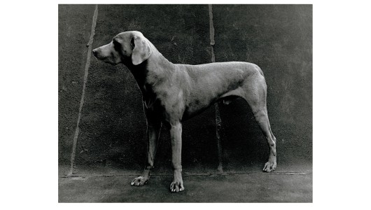 Art Rotterdam 2025, Hans Koetsier, Herman Lamers, Ciro Duclos, William Wegman, Maike Hemmers, José Heerkens, Bob Bonies, 