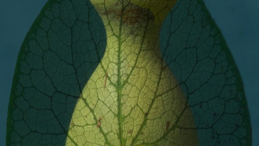 Teratology, Anne Geene, Lana Mesic, 