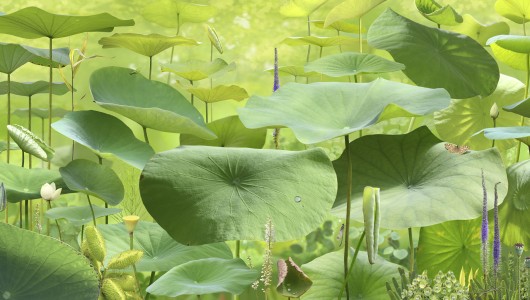 Group Exhibition | A Taste of Fontana, Jan Banning, Hannes Wallrafen, Marchand & Meffre, Juliane Hundertmark, Carolein Smit, Claudy Jongstra, Thijs Segers, Hellen van Meene, Ruud van Empel, Jacquie Maria Wessels, Boris van Berkum, Asya Marakulina, 