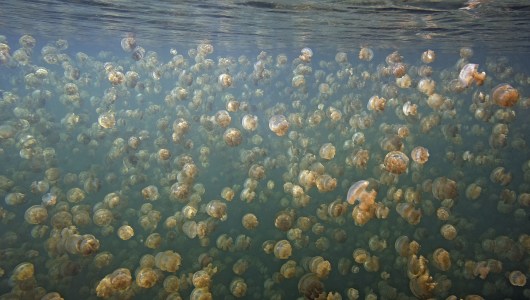 Encounters in the Wild, Ingo Arndt, 