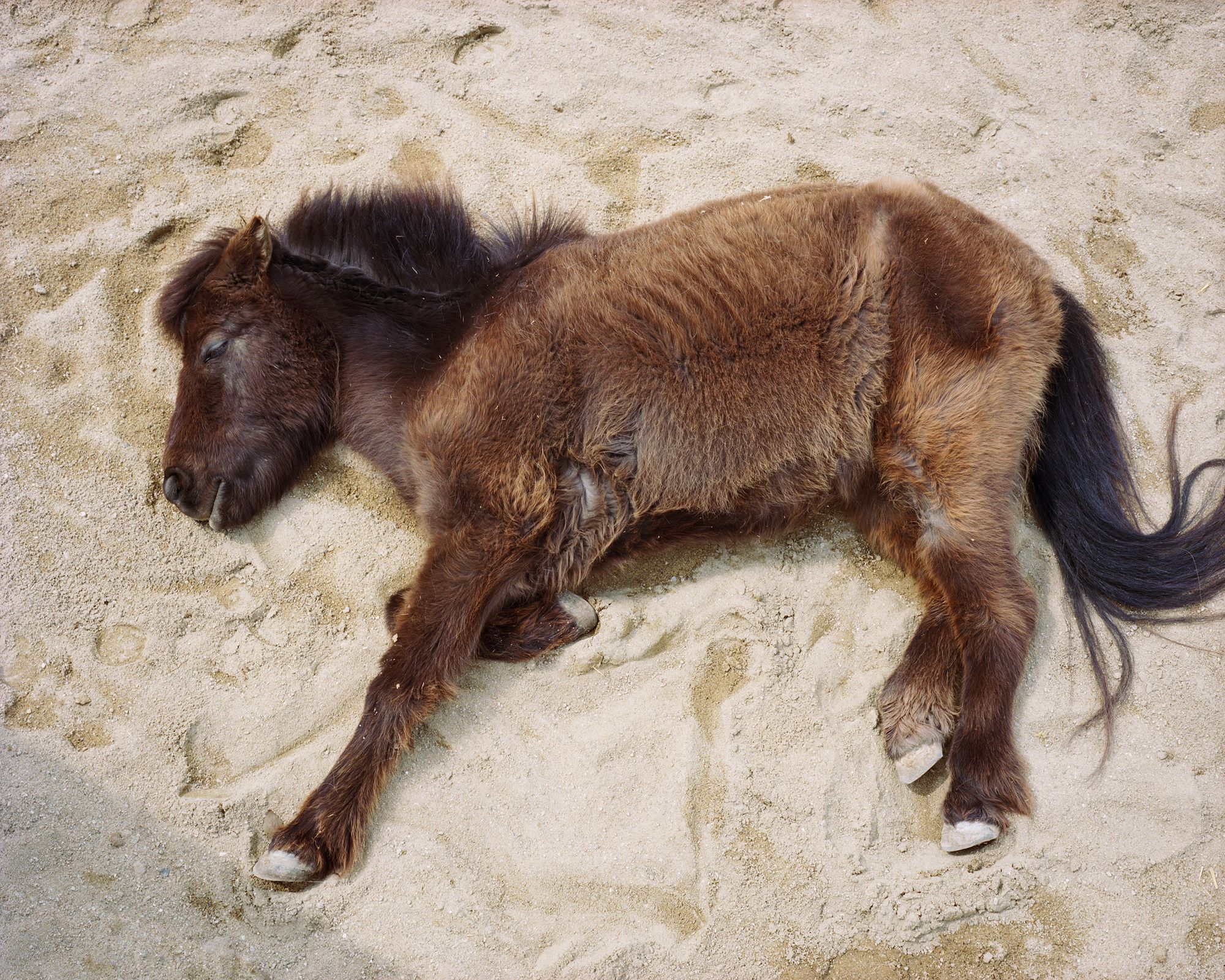 Horse in sand, Imabari | Charlotte Dumas | Gallery Viewer