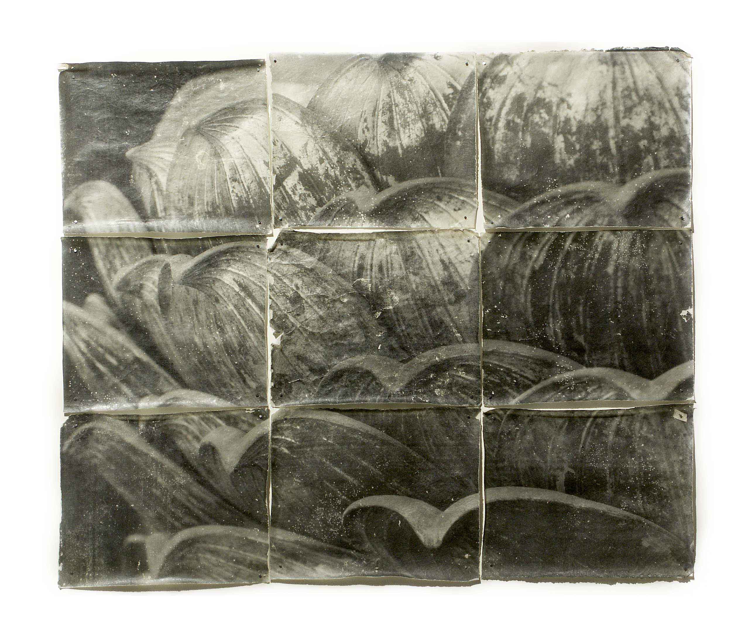Lotus | Doug & Mike Starn | Gallery Viewer