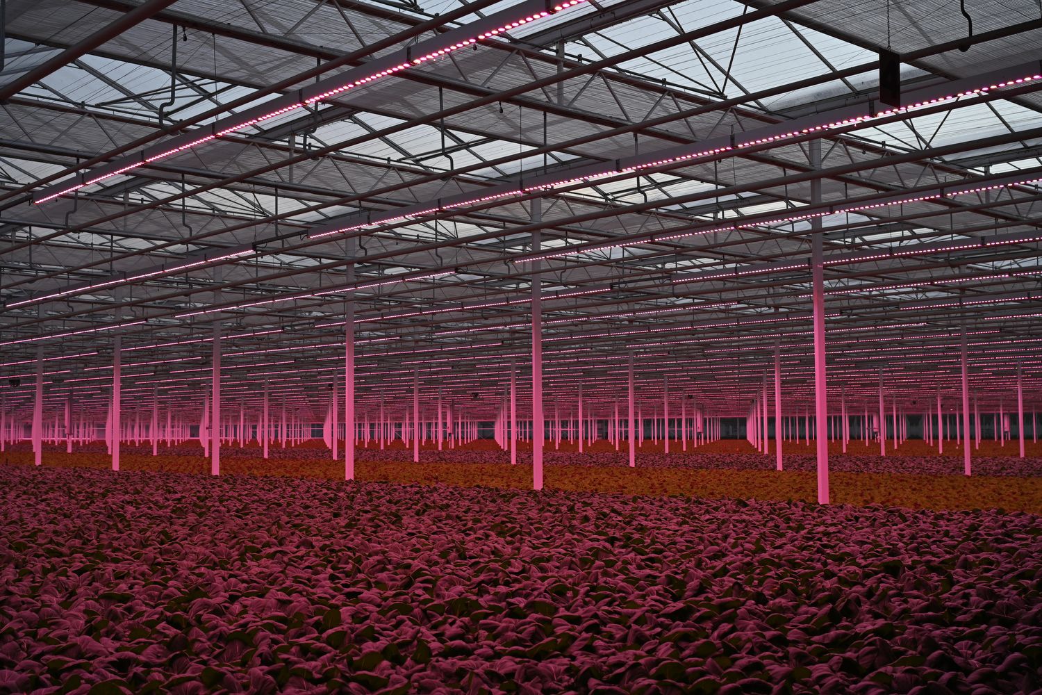 Greenhouse II Kadir van Lohuizen Gallery Viewer