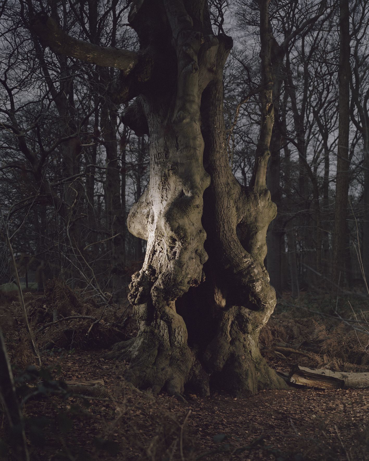 Tree Spirit Daan Paans Gallery Viewer