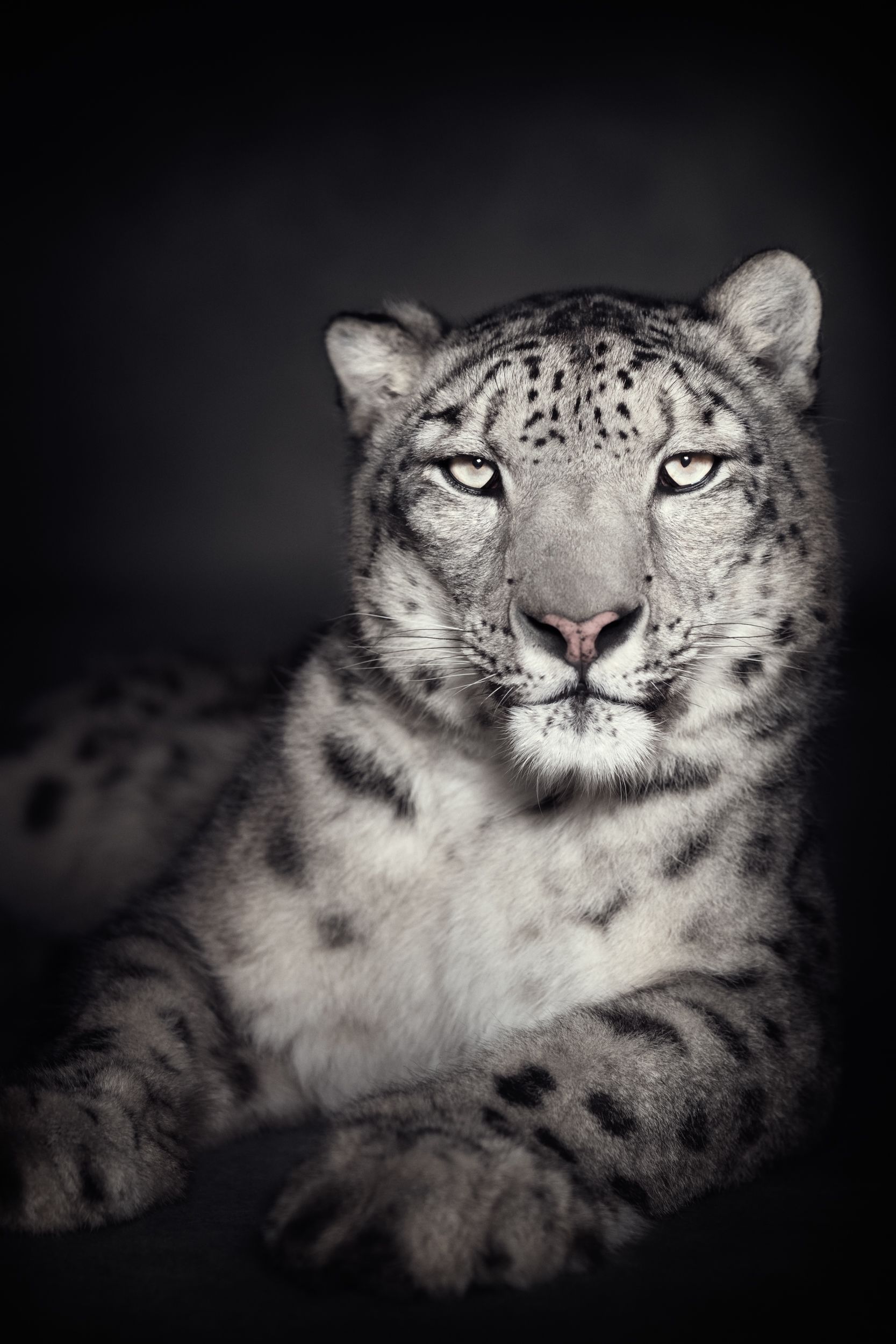 Amazon.com: WLNTDOLA 1:6 Scale Snow Leopard Model Animal
