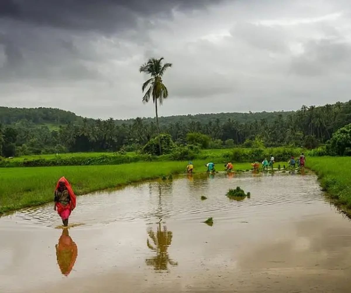 Indian farmer cultivating Kharif crops in a paddy field.