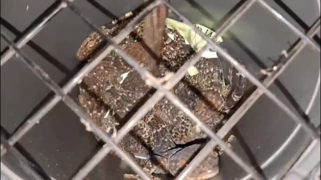 Forest officials rescue seven python hatchlings during a wildlife enforcement operation in Rangjuli, Assam.