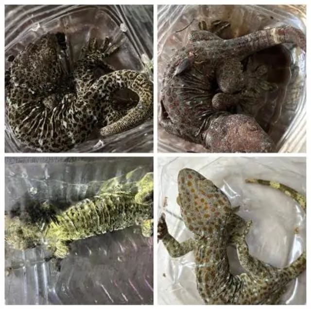 DRI conducts six pan-India operations against illegal wildlife trade, recovering protected wildlife and animal products.