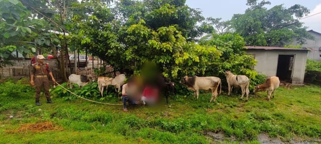 Assam Police crackdown on illegal cattle transportation and cattle smuggling