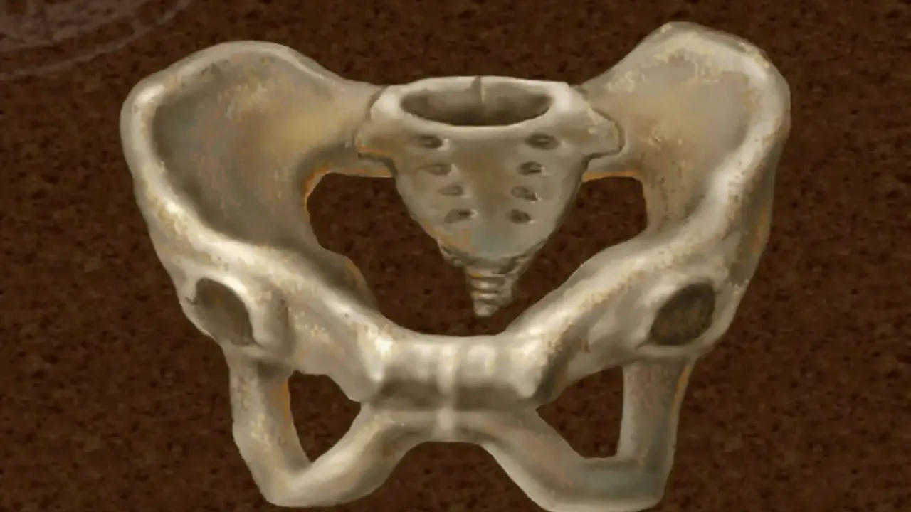 Pelvis bone