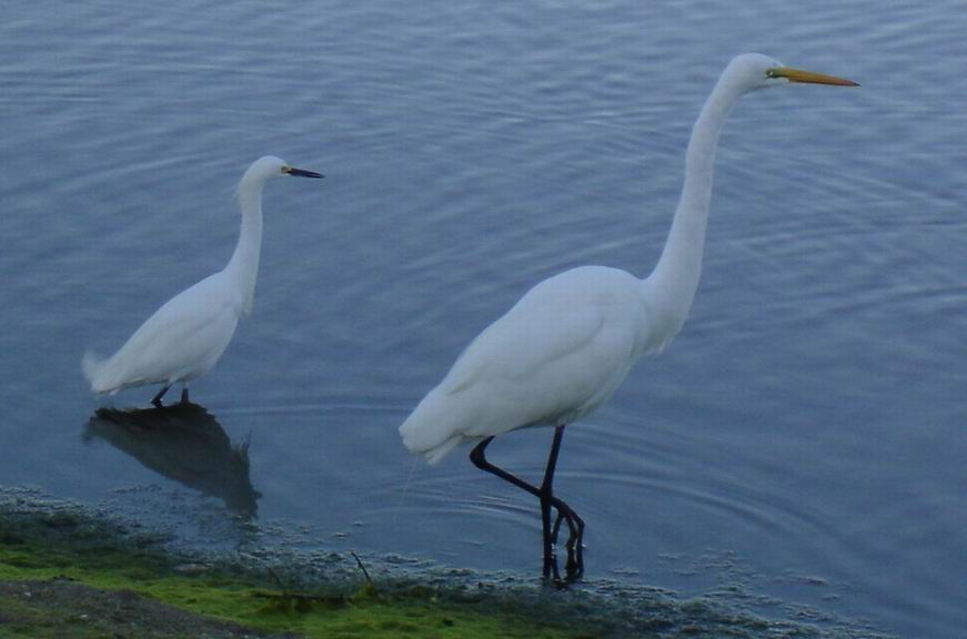 Sanibel Bird Watch