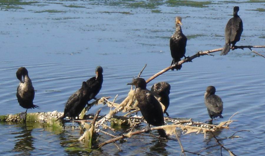 Cormorants