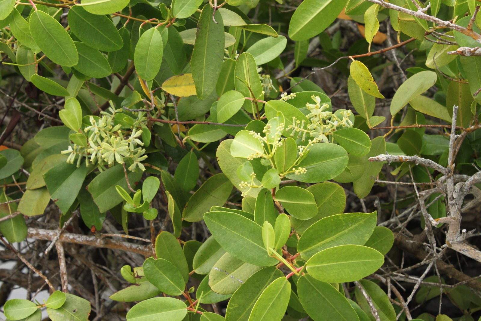 Black Mangrove