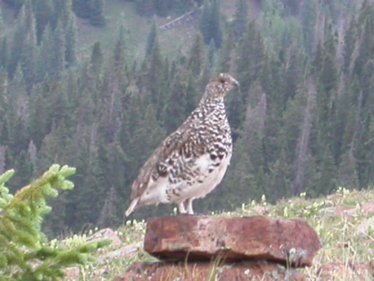 White-tailed Ptarmigan - Yes! - July 21, 2010