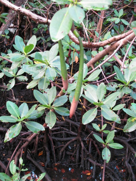 Red Mangrove